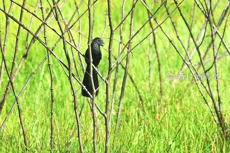 Groove-billed Ani